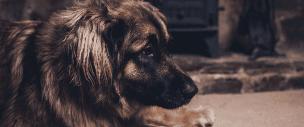 Leonberger