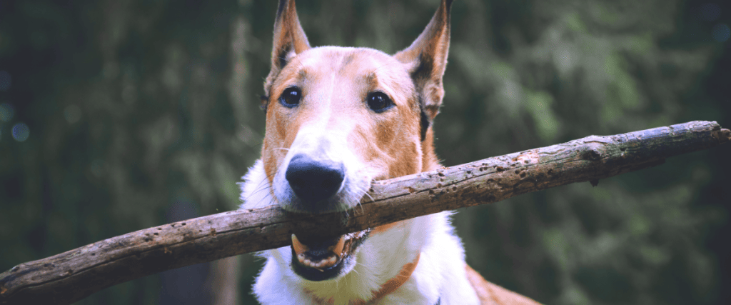 Kurzhaarcollie