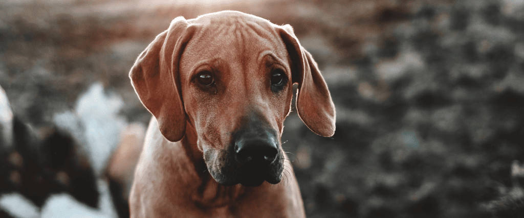 Rhodesian Ridgeback