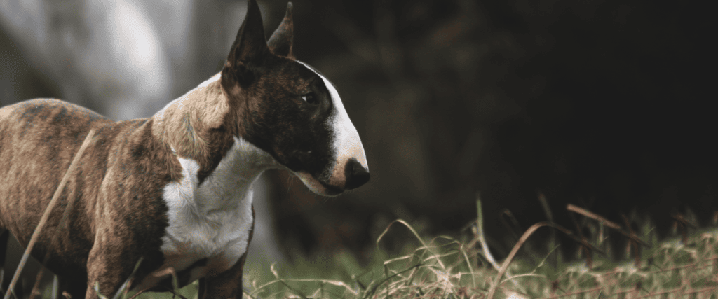 Miniatur Bullterrier