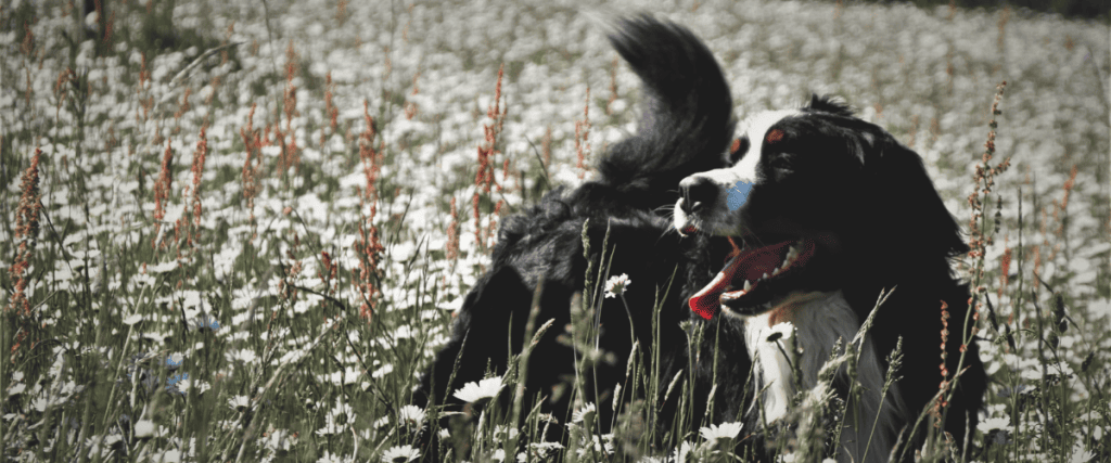 Berner Sennenhund