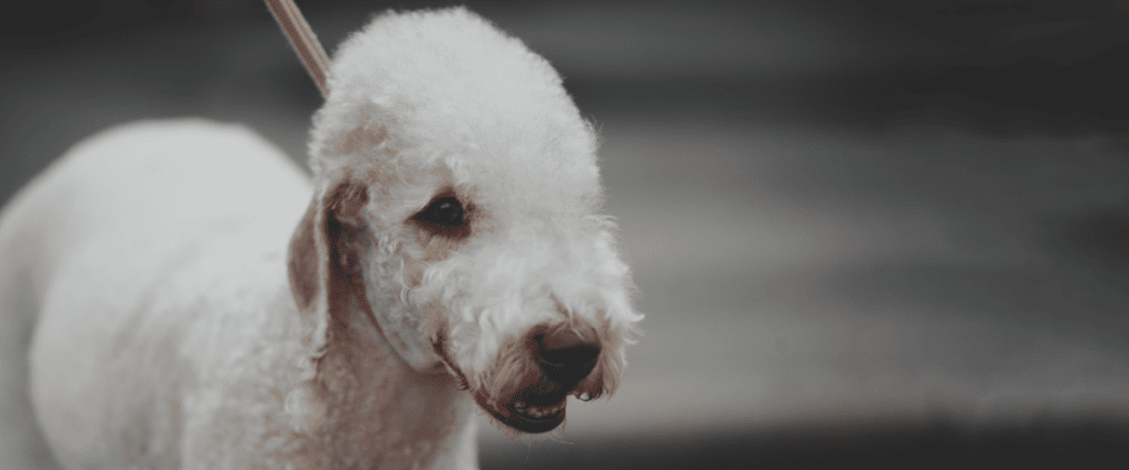 Bedlington Terrier