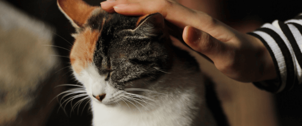 Ist eine Katze das richtige Tier f&uuml;r mich?