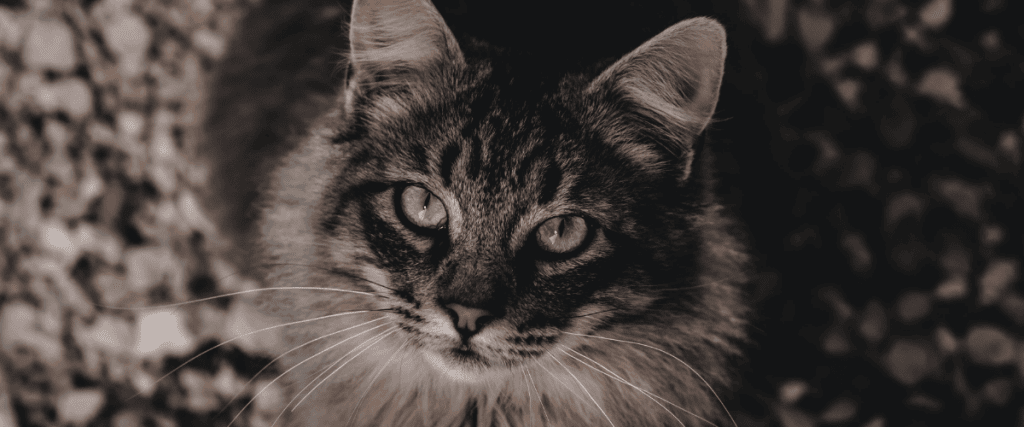 Norwegische Waldkatze kaufen, was muss ich wissen?