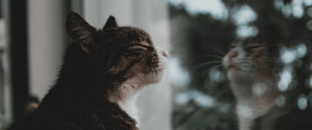 Kann der Vermieter Katzen verbieten?
