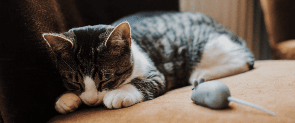 katze bei rolligkeit befriedigen Trägerloser, lilafarbener Dildo mit Vibrationsfunktion zum Anschnallen für  Lesben main image 1