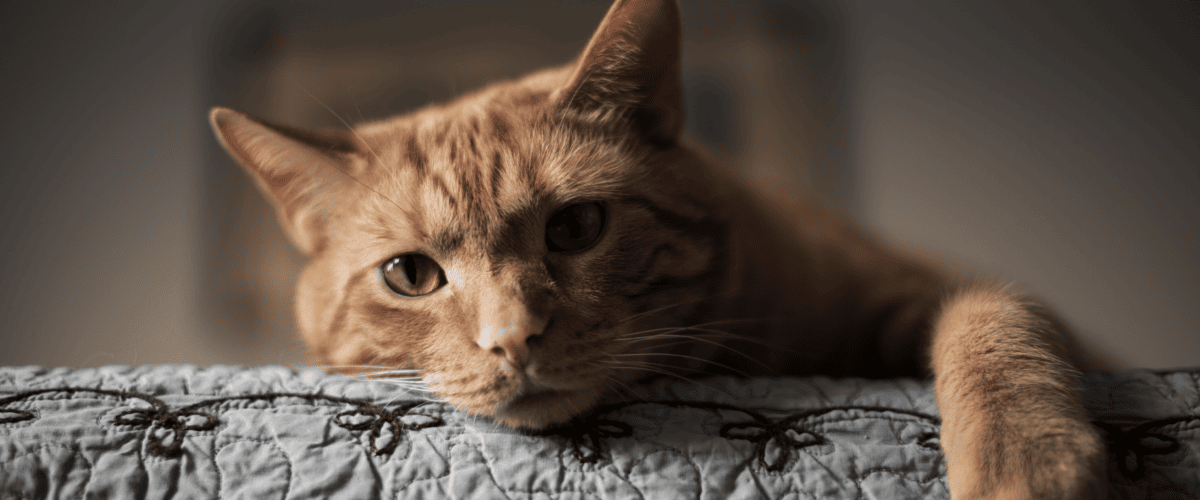 Gegen was k&ouml;nnen Katzen allergisch sein