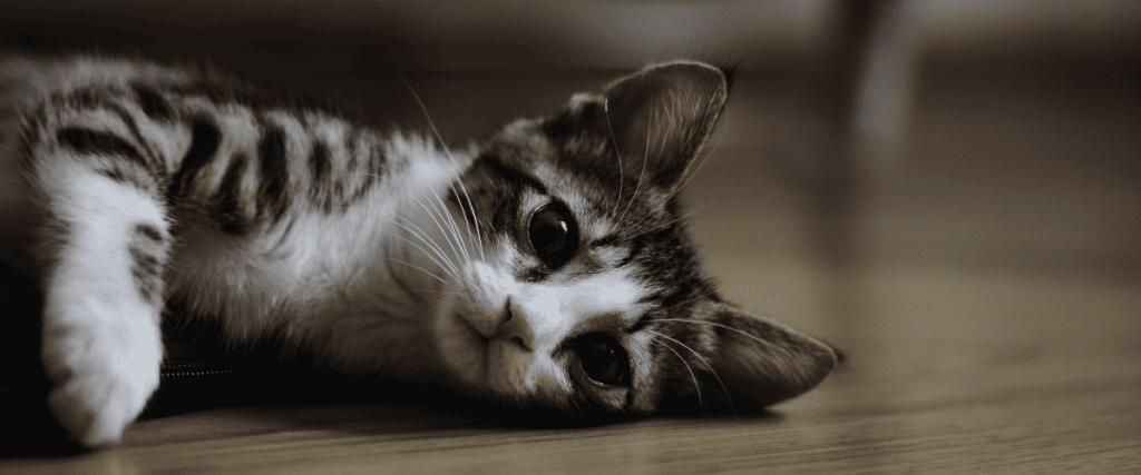 Haben Katzen eine Pubert&auml;t?