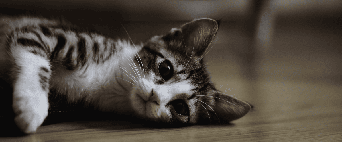 Katzen Pubert&auml;t