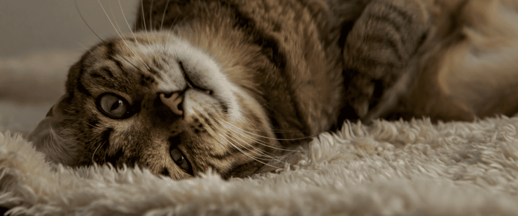 Katze sabbert: Ursachen, Behandlung und Pr&auml;vention