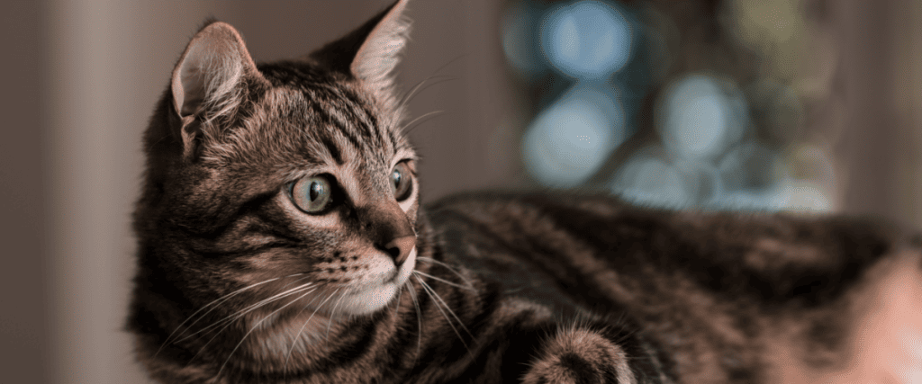 Kastration bei Katzen: Vorteile, Kosten und Risiken
