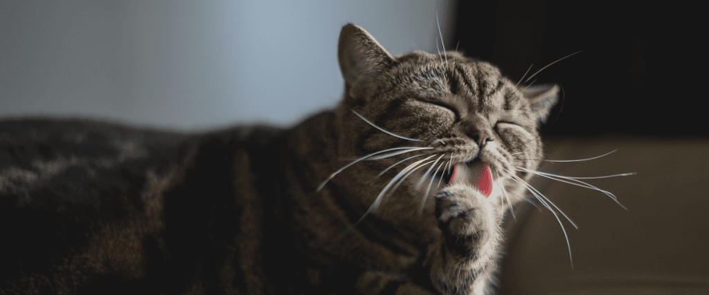 Katze hat Mundgeruch: Ursachen, Behandlung und Pr&auml;vention
