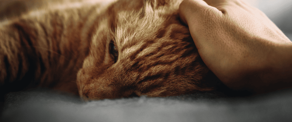 K&ouml;nnen Katzen dement werden?