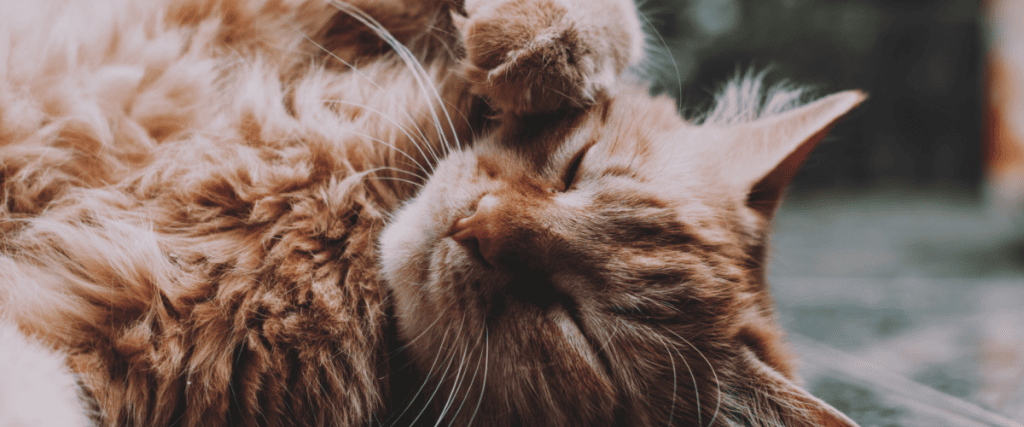 Fellwechsel der Katze &ndash; was sind die besten Tipps?