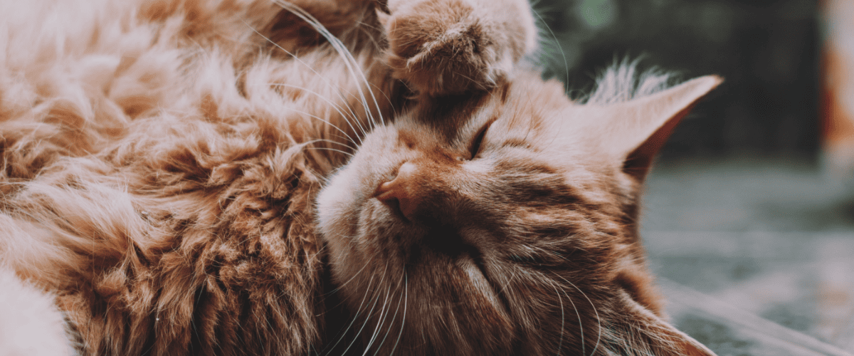 fellwechsel katze