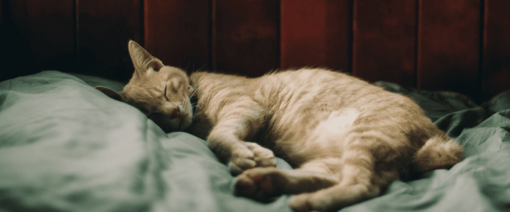 Ist eine Bauchspeicheldr&uuml;senentz&uuml;ndung bei Katze heilbar?