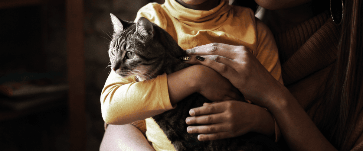 Haften Katzenhalter f&uuml;r Freig&auml;nger