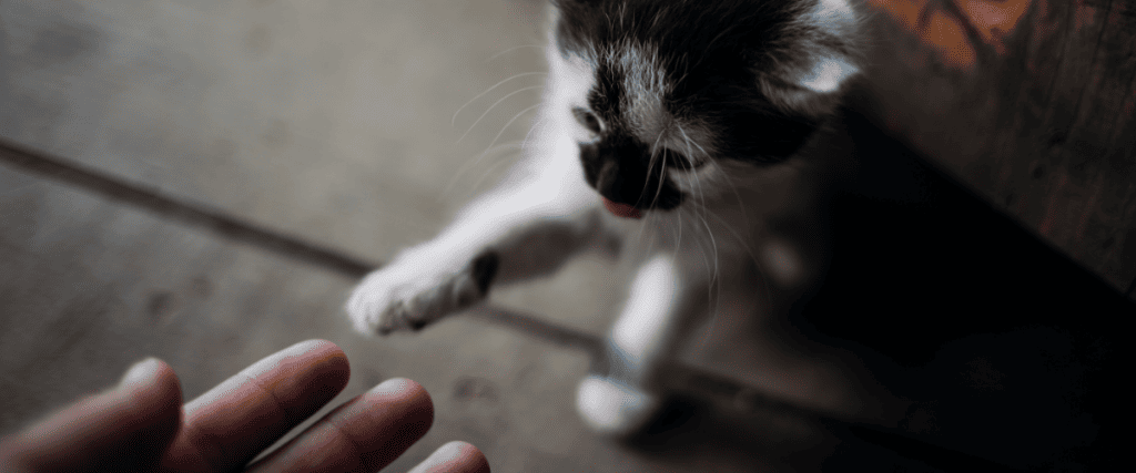 K&ouml;nnen Katzen normale Milch trinken?