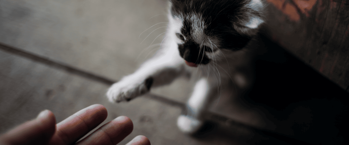 K&ouml;nnen Katzen normale Milch trinken