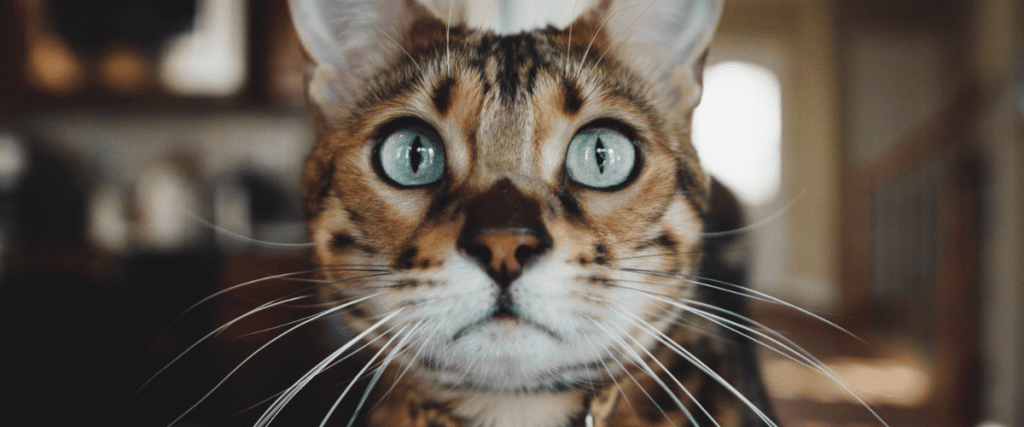 Bengalkatze kaufen, was muss ich wissen?