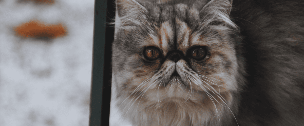 Exotische Kurzhaarkatze
