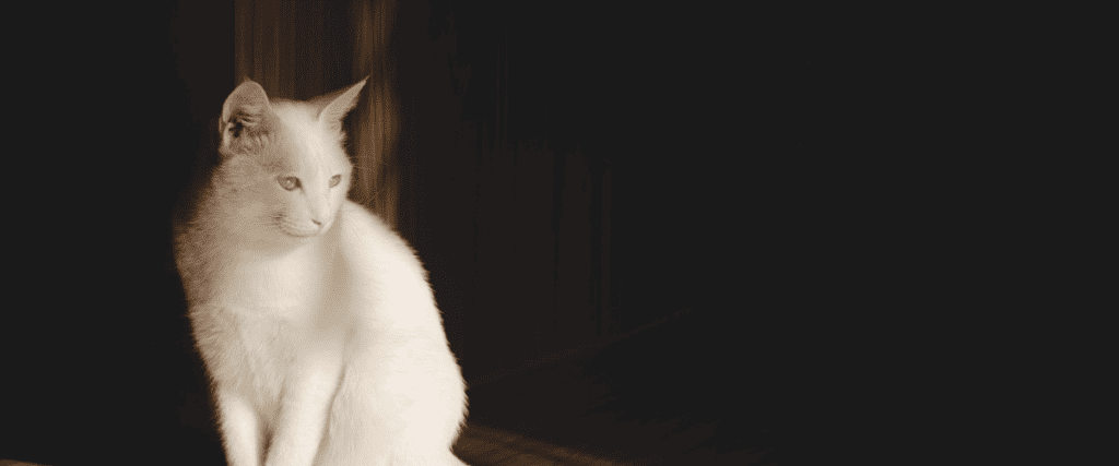 Sind wei&szlig;e Katzen taub?