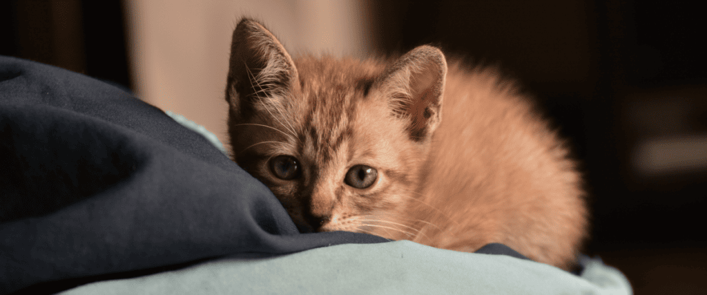 Katze stubenrein bekommen? Wir geben Tipps!