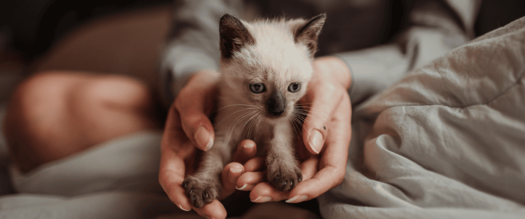 Leitfaden f&uuml;r die Anschaffung eines Katzenbabys: Was ist zu ber&uuml;cksichtigen?