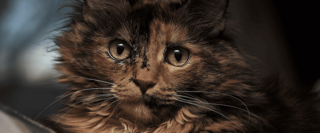 Katzenschnupfen, was muss ich wissen?