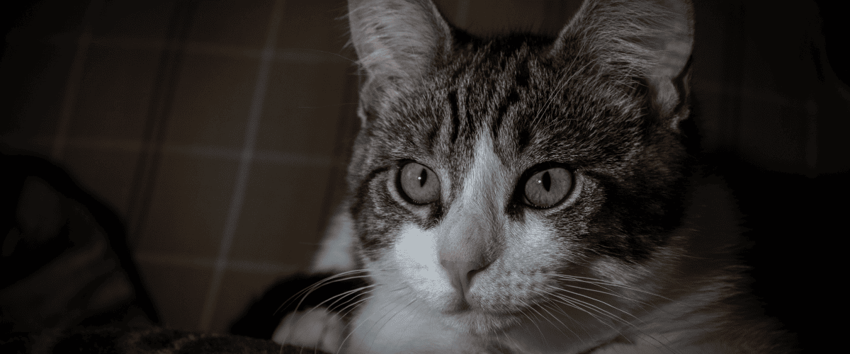 Ist Lachs&ouml;l gut f&uuml;r Katzen