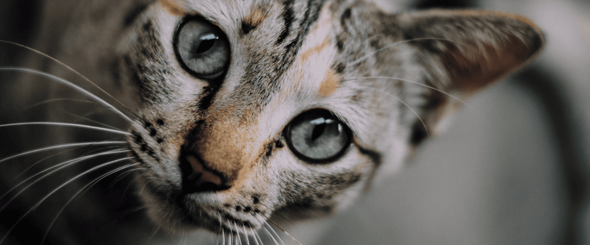 Ist Areca giftig für Katzen