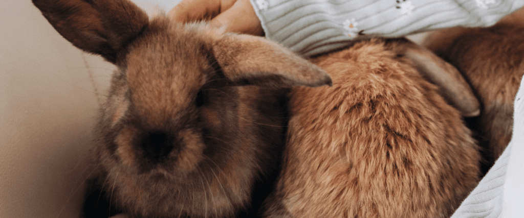 Kaninchen besch&auml;ftigen: so bleibt der Alltag spannend