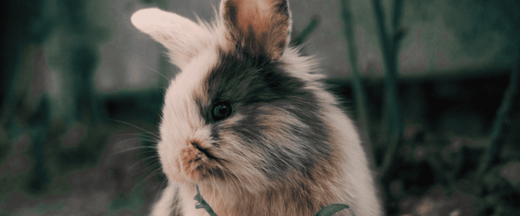 Kaninchen haltung im Stadtleben