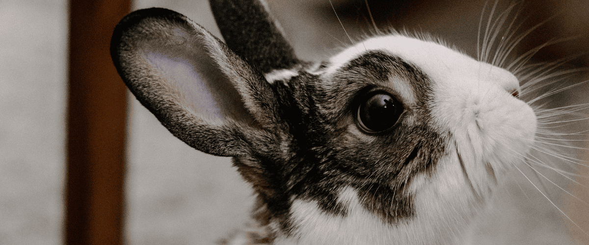 Tricks für Kaninchen