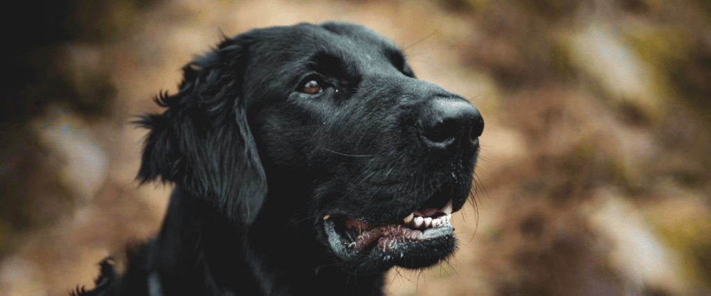 Flat Coated Retriever