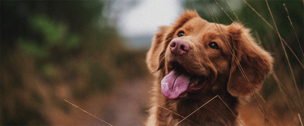 Giftige Pflanzen für Hunde