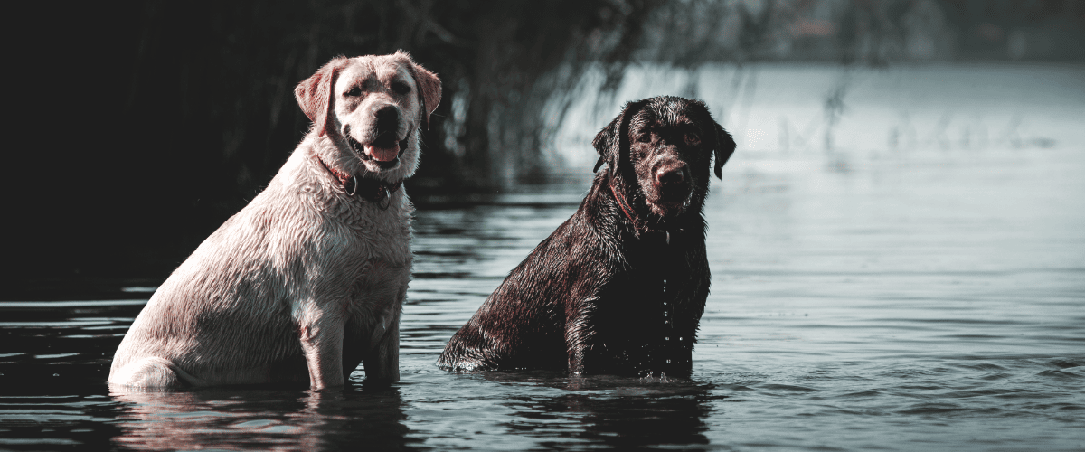 Hundekrankenversicherung für 2 Hunde