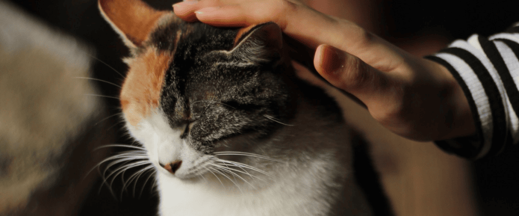 Können Katzen das Schnurren kontrollieren