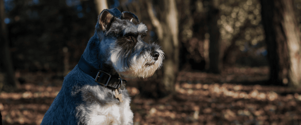 Mittelschnauzer