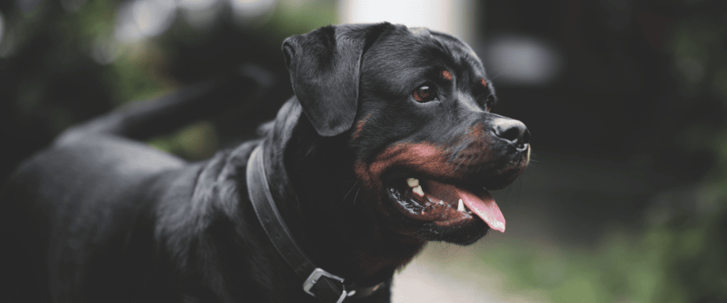 Rottweiler Erziehung