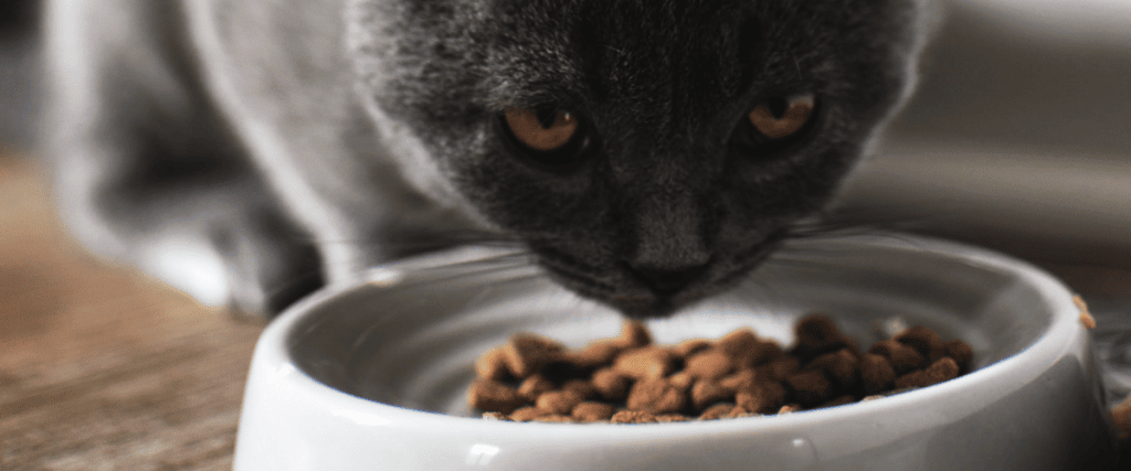 Was dürfen Katzen nicht essen