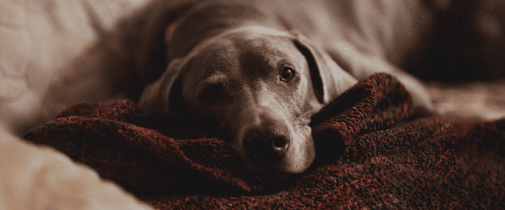 Weimaraner