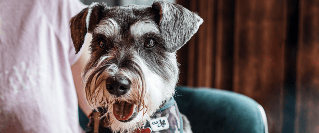 Zwergschnauzer kaufen, was muss ich wissen?