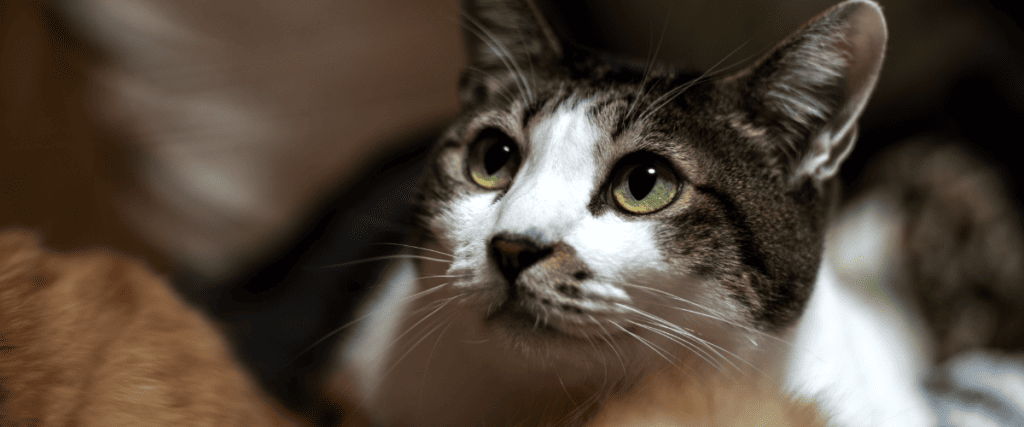 5 häufigsten Beschwerden bei Katzen