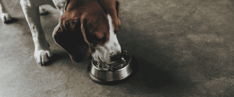 Hund uriniert viel,was muss ich wissen? Figopet.de