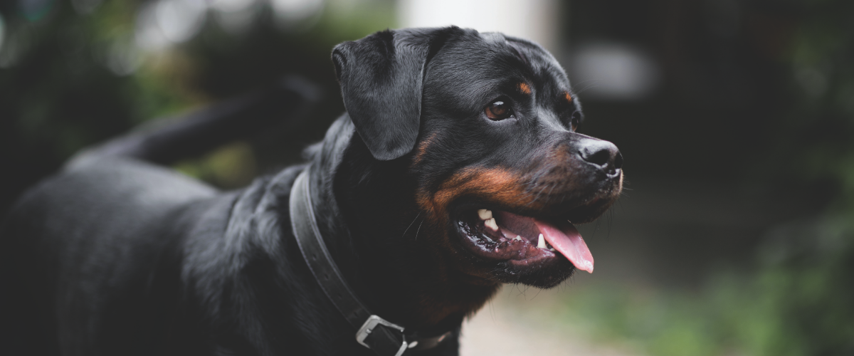 Zähneklappern beim Hund