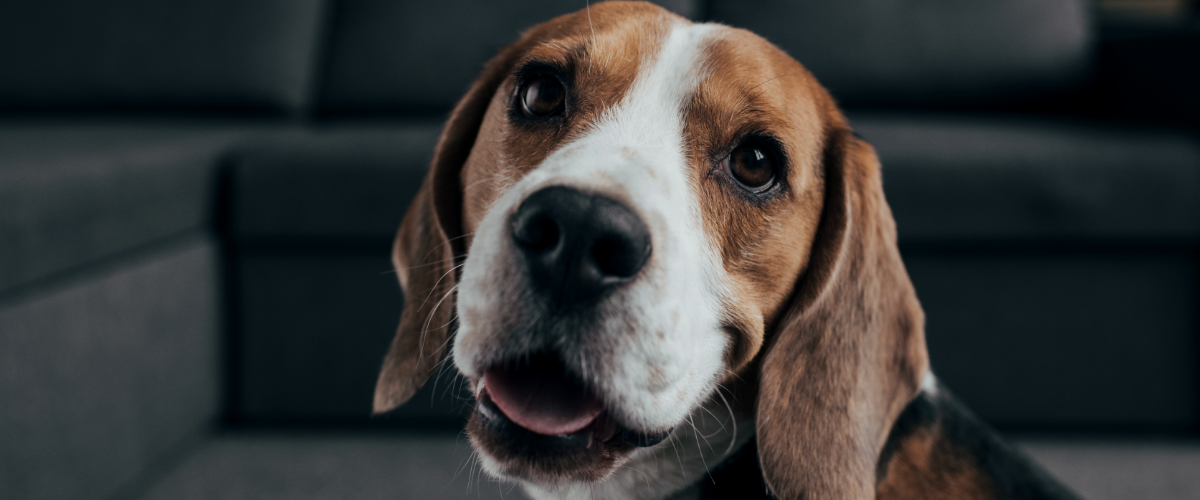 Was kostet eine Hundekrankenversicherung