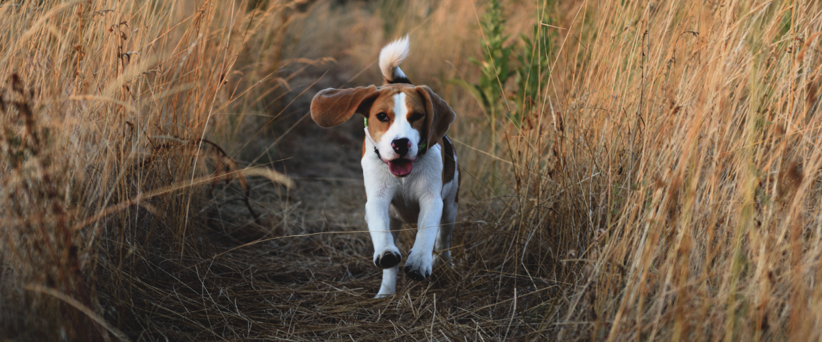 hund schüttelt ständig den kopf