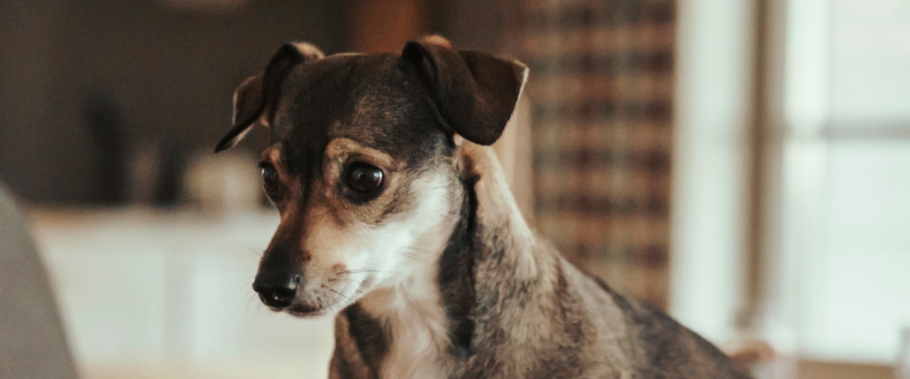 gebärmutterentzündung hund - gebärmutterentzündung hund symptome