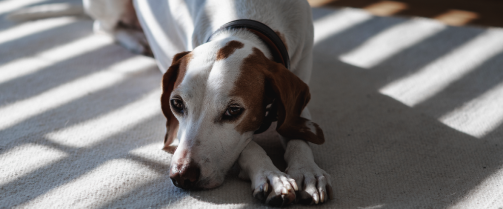 kosten gebärmutterentfernung hund